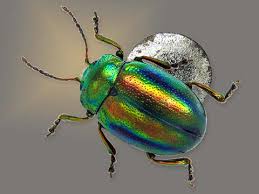 Attēlu rezultāti vaicājumam “Chrysolina fastuosa”