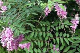 Attēlu rezultāti vaicājumam “Libanotis montana flower”