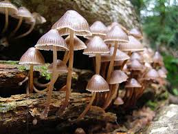 Attēlu rezultāti vaicājumam “Mycena”