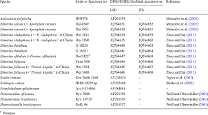 Attēlu rezultāti vaicājumam “Elmerina caryae”