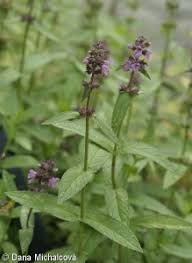 Attēlu rezultāti vaicājumam “Stachys palustris bud”