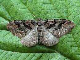 Attēlu rezultāti vaicājumam “Catarhoe rubidata”