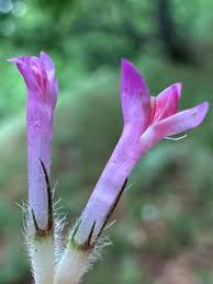 Attēlu rezultāti vaicājumam “Trifolium alpestre flower”