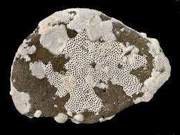 Attēlu rezultāti vaicājumam “Bryozoa”