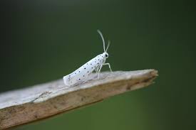 Attēlu rezultāti vaicājumam “Yponomeuta malinellus / cagnagella”