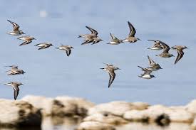 Image result for Calidris ruficollis