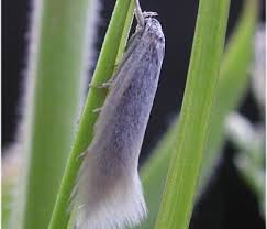 Attēlu rezultāti vaicājumam “Elachistidae”