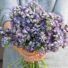 Attēlu rezultāti vaicājumam “Phacelia tanacetifolia flower”