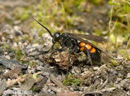 Attēlu rezultāti vaicājumam “Anoplius viaticus”