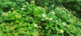 Attēlu rezultāti vaicājumam “Hydrangea arborescens subsp. discolor flower”