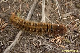 Attēlu rezultāti vaicājumam “Lasiocampa quercus”