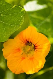 Image result for Tropaeolum majus