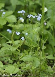 Image result for Myosotis sylvatica