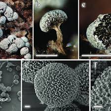 Attēlu rezultāti vaicājumam “Physarum bryocorticola macro”