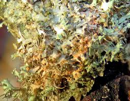 Attēlu rezultāti vaicājumam “Octospora splachnophila spores”