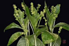 Attēlu rezultāti vaicājumam “Mercurialis perennis leaf”