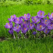Attēlu rezultāti vaicājumam “Crocus”