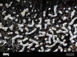 Attēlu rezultāti vaicājumam “Physarum straminipes”