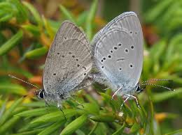 Attēlu rezultāti vaicājumam “Cupido minimus”