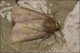 Attēlu rezultāti vaicājumam “Amphipyra livida”