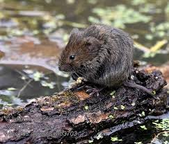 Attēlu rezultāti vaicājumam “Microtus agrestis”