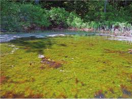Attēlu rezultāti vaicājumam “Hottonia palustris fruit”