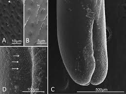 Attēlu rezultāti vaicājumam “Comatricha elegans var. microspora”