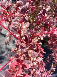 Attēlu rezultāti vaicājumam “Berberis thunbergii”