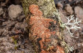 Attēlu rezultāti vaicājumam “Ceriporiopsis resinascens”