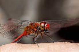Attēlu rezultāti vaicājumam “Sympetrum sanguineum male”