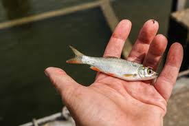 Image result for Aspius aspius