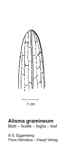 Attēlu rezultāti vaicājumam “Alisma gramineum leaf”