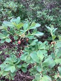 Attēlu rezultāti vaicājumam “Menziesia ferruginea”