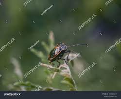 Attēlu rezultāti vaicājumam “Eurydema dominulus imago”