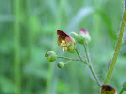 Attēlu rezultāti vaicājumam “Scrophularia nodosa”