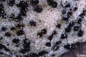 Attēlu rezultāti vaicājumam “Ophiostoma polyporicola”