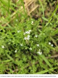 Attēlu rezultāti vaicājumam “Galium palustre fruit”