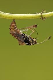 Attēlu rezultāti vaicājumam “Araschnia levana upperside”