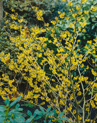 Attēlu rezultāti vaicājumam “Hamamelis mollis”