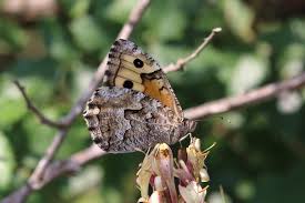 Attēlu rezultāti vaicājumam “Hipparchia semele”