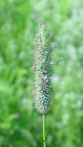 Attēlu rezultāti vaicājumam “Phleum pratense”