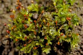 Attēlu rezultāti vaicājumam “Tortula lingulata”