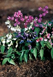 Attēlu rezultāti vaicājumam “Lathyrus vernus”