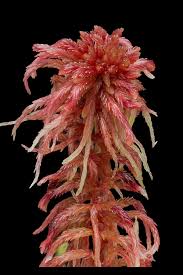 Attēlu rezultāti vaicājumam “Sphagnum rubellum”