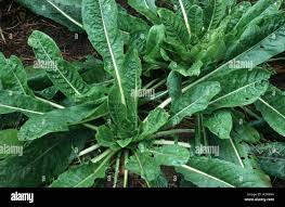 Attēlu rezultāti vaicājumam “Oenothera biennis leaf”