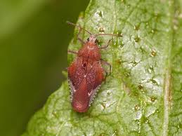 Attēlu rezultāti vaicājumam “Physatocheila smreczynskii”