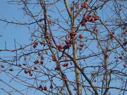 Attēlu rezultāti vaicājumam “Sorbus alnifolia fruit”