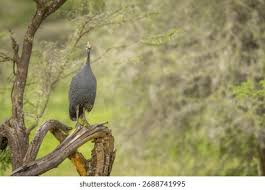 Attēlu rezultāti vaicājumam “Numida meleagris”