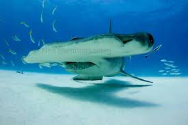 Image result for Sphyrna mokarran