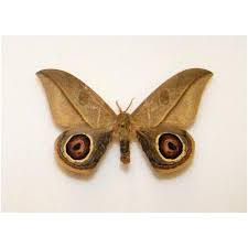 Attēlu rezultāti vaicājumam “Hyponephele lycaon male”